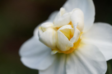 Daffodil bulb Sir Winston Churchill growing in the garden. White blooming daffodil flower, green background.