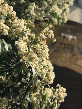 Arrivée du printemps dans les rues de l'Ecusson à Montpellier, nature et architecture (vers l'Eglise Saint-Anne)