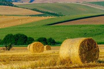 Fototapeta premium Round dried haystacks in the field