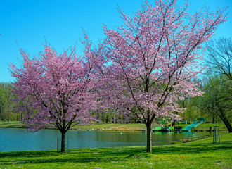 Flourishing pink trees at a bathing pond