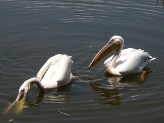 Lake-Hawassa-Ethiopia