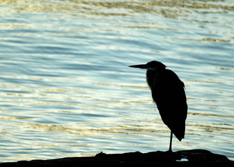 heron silhouette at sunrise