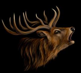 Deer. Realistic, artistic, color portrait of a roaring deer on a black background.