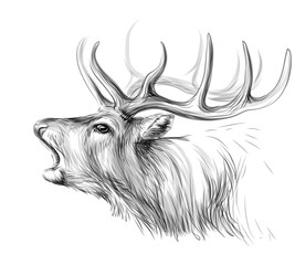 Deer. Sketch, artistic, black-and-white portrait of a roaring deer on a white background.