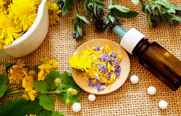 Celandine dandelion extract in a jar, treatment, medicine, tincture. selective focus