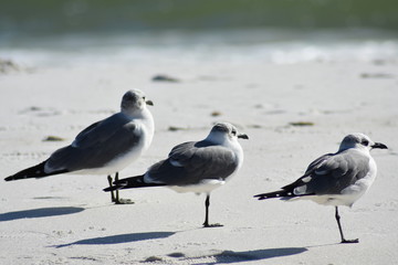 beach birds2