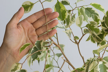 Fototapeta na wymiar Woman hand holding branch of ficus benjamina before cutting it to make stalk to plant