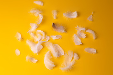 Fototapeta na wymiar lots of white feathers on a yellow background