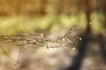 tree branch with buds with bright light background in the spring forest. selective focus. copy space.