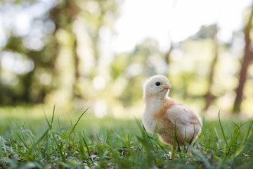 One Baby Free Range Chicks Outside in the Grass with a Trees, Bokeh in Background, and Room for Text © Betsy