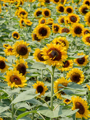 sun flowers field in farm on the day