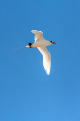 Red-billed tropic bird 