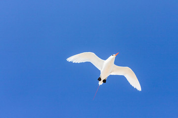 Red-billed tropic bird 