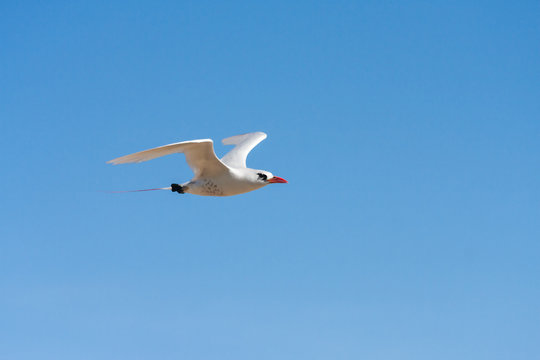 Red-billed tropic bird "Paille-en-Queue"