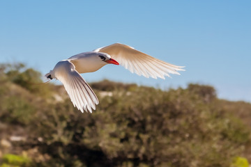 Red-billed tropic bird 