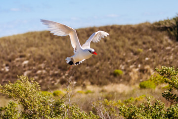 Red-billed tropic bird 
