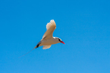 Red-billed tropic bird 