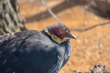 Bird of prey sitting on a branch, closeup portrait