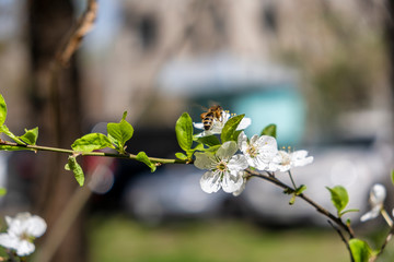 spring blossom in spring