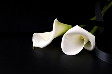 White mourning flower on a black background. Copy space. Concept of death and sorrow - obrazy, fototapety, plakaty