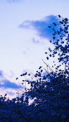 桜とコントラスト