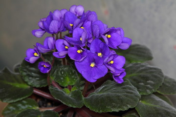 Violets in a pot. Background and Wallpaper.