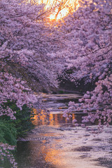Kirschblütenbäume und Abend