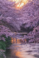 Foto auf Acrylglas Lavendel Kirschblütenbäume und Abend