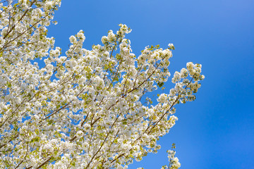 静岡県富士市　岩本山公園の桜