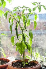agriculture, background, branch, bush, capsicum, chili, chilli, closeup, cultivation, foliage, food, fresh, garden, gardening, green, growing, harvest, healthy, hot, indoors, ingredient, kitchen, leaf