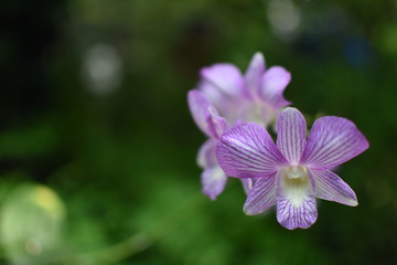 Close up of a violet orchid