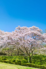 Naklejka premium 静岡県富士市 岩本山公園の桜