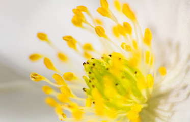 Macro photo of spring anemone flower blossom head. Spring time