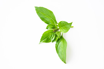 Sweet Basil, Thai Basil on white background. Ocimum basilicum Linn.