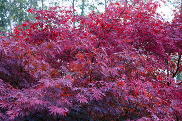 Japanese red maple tree turning brilliant red as autumn is upon this natural plant.  Known also as Acer palmatum, or red emperor maple it is stunning for its foliage color.
