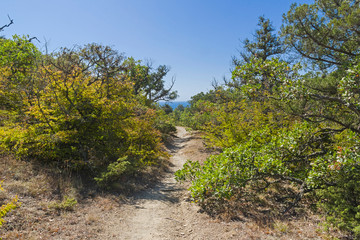 Fototapeta na wymiar Path in the mountain forest.