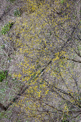 A tree with yellow flowers blossomed in a city park in early spring