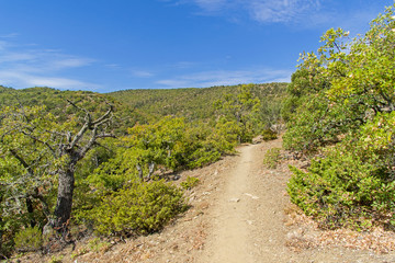 Fototapeta na wymiar Path in the mountain forest.