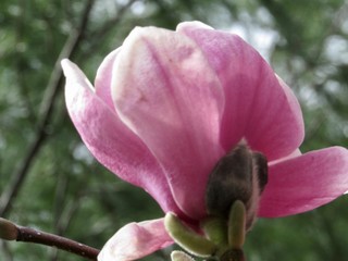 pink magnolia flower