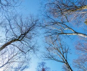 Fototapeta na wymiar Forest sky