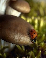 Ladybug close-up on a mushroom