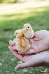 Hands Holding Two Baby Free Range Chicks Outside with Grass in the Background