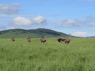 landscape, grass, skyrafa, field, nature, green, sheep, mountain, mountains, summer, farm, meadow, clouds, rural, agriculture, hill, pasture, countryside, blue, herd, hills, country, cow, animal, tree