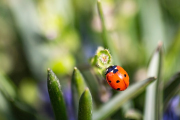 Spring came blooming flowers and insects take nutrients.