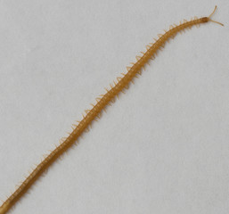 An orange coloured centipede on a white background
