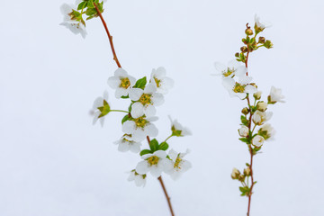 ユキヤナギの花