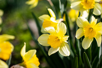 Yellow daffodil flower in early spring.