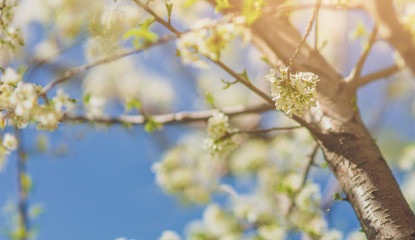 spring flower tree blossom