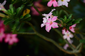 Colorful flowers and morning sunshine	