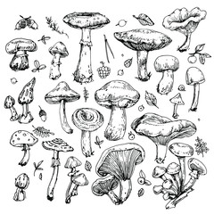 Mushrooms, leaves and berries collection. Hand drawn inking, vintage illustration. Black and white doodle line art, coloring outline, design for coloring book page